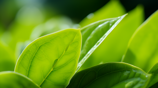 绿叶植物的摄影图片