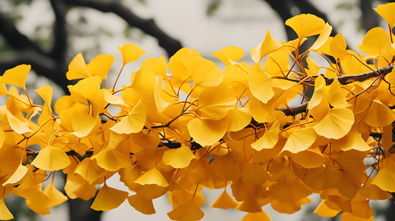 秋季黄色银杏叶摄影图片