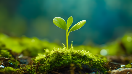 苔藓上生长的植物小芽摄影图片