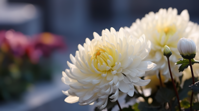绽放的白色雏菊近景摄影图片