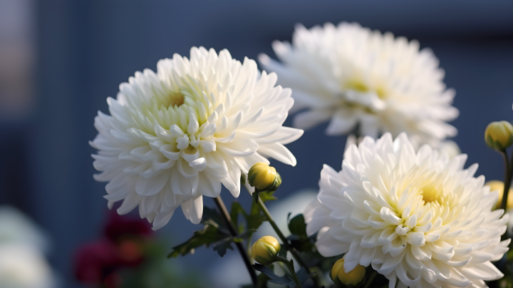 花瓣飘香两朵盛开的白菊花摄影版权图片下载