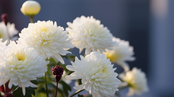 繁花背景下的两朵白菊花摄影图片