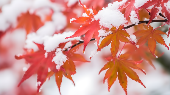 冬日白雪中的橙红与洋红装点下的叶子摄影图