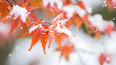 冬日白雪皑皑枫叶摄影图片