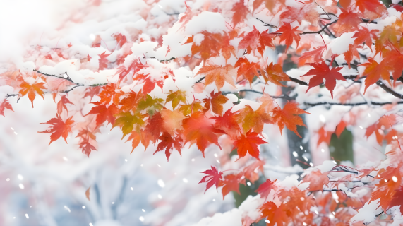 冬日飘雪叶片点缀的摄影图片