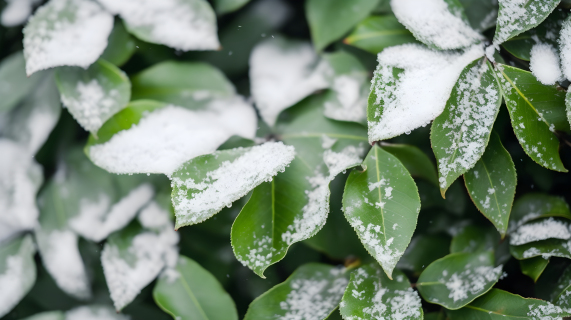 绿叶上洁白的雪花覆盖的摄影图片