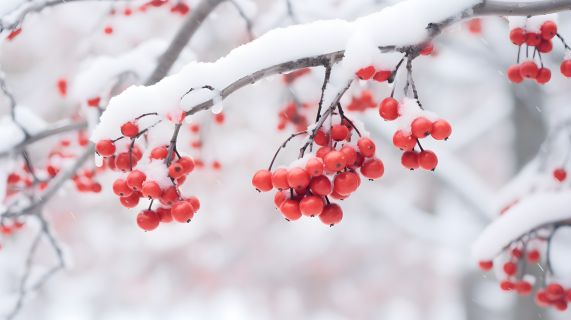 白雪覆盖的枝上红浆果摄影图