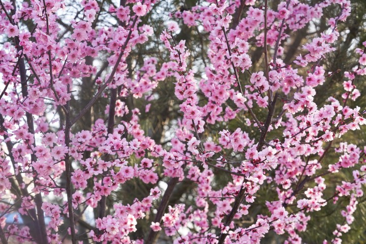 粉色艳丽的花朵摄影图版权图片下载