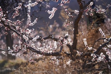 粉白色桃花树高清图