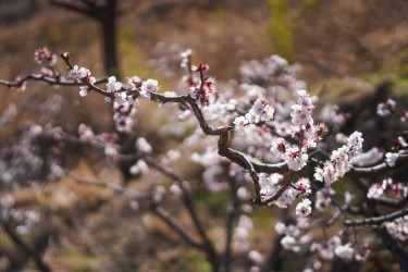 鲜花枝丫近景摄影图