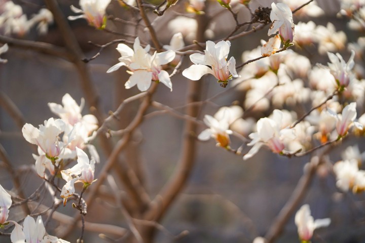 满园枝头的粉色桃花高清图版权图片下载