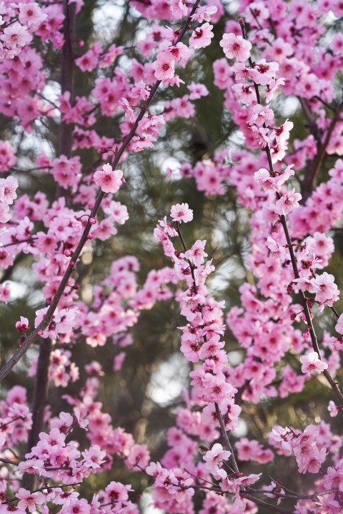 粉色鲜艳开满枝头的花朵摄影图版权图片下载