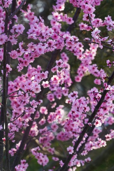 春天盛开的粉色花朵实拍图