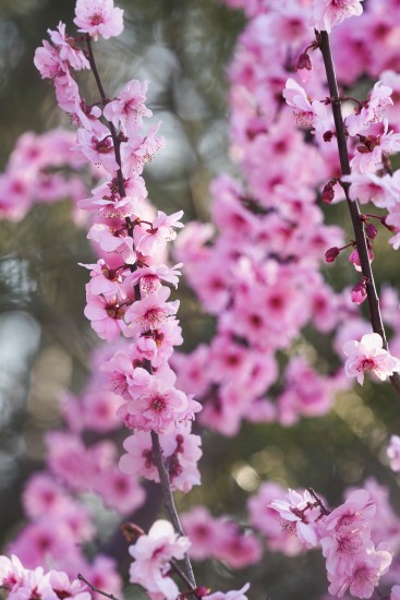 娇嫩鲜花特写实拍图