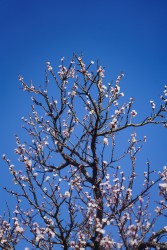 蓝天背景下的桃花高清图