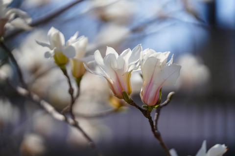 两朵白色的玉兰花近景摄影图