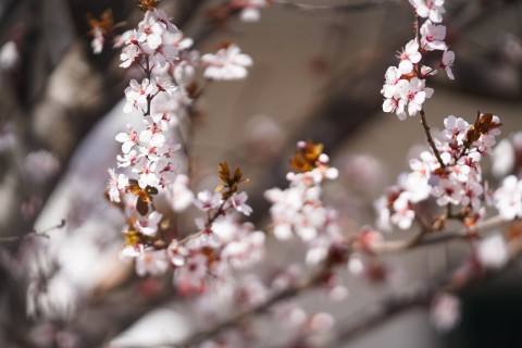 初春开满枝头的樱花高清图