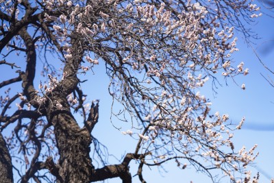 古老的桃花树高清图