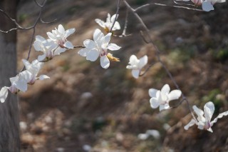 俯拍白色的玉兰花高清图