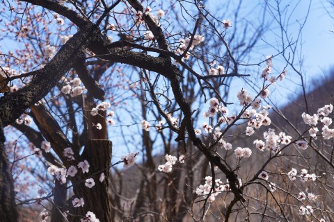 户外春天鲜花近景摄影图