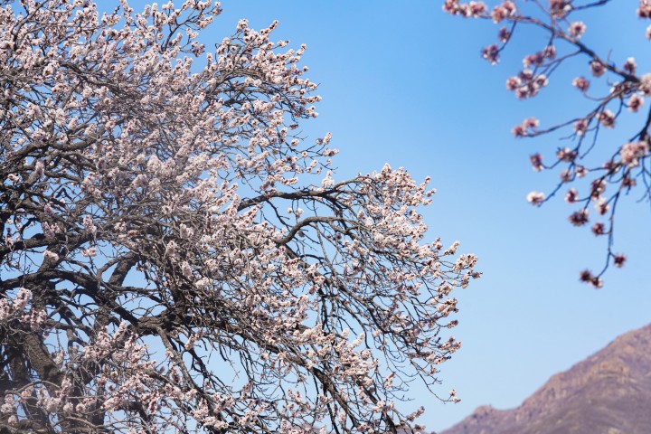 唯美早春景色粉色樱花实拍图版权图片下载