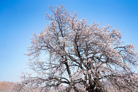 唯美樱花树早春摄影图