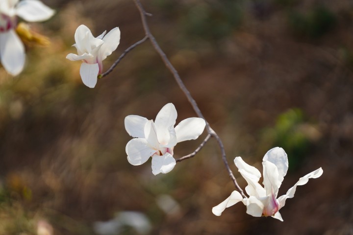 三朵漂亮的白色玉兰花摄影图版权图片下载