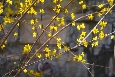 绽放的黄色迎春花实拍图
