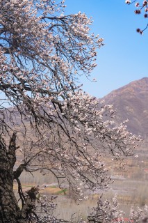 早春樱花山中美景高清图