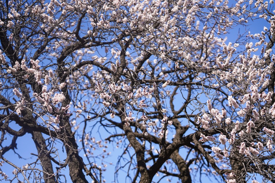繁茂生长的花朵摄影图