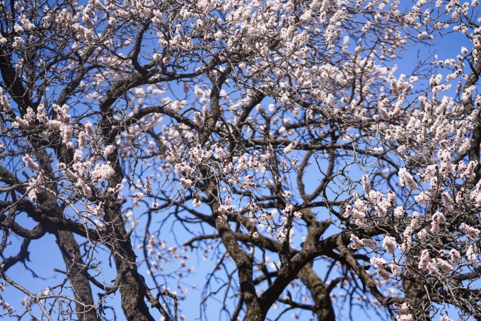 繁茂生长的花朵摄影图