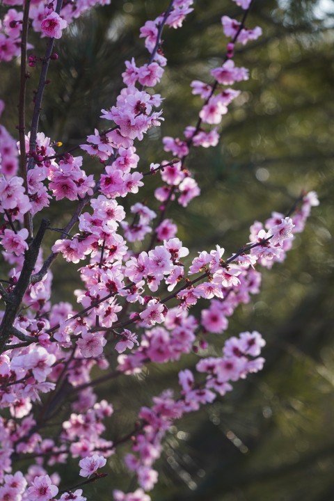 粉色小花绿色松树摄影图版权图片下载