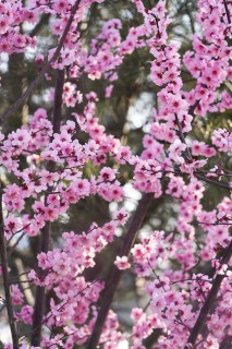 早春绽放的粉色小花高清图