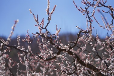 长满花骨朵的枝头高清图