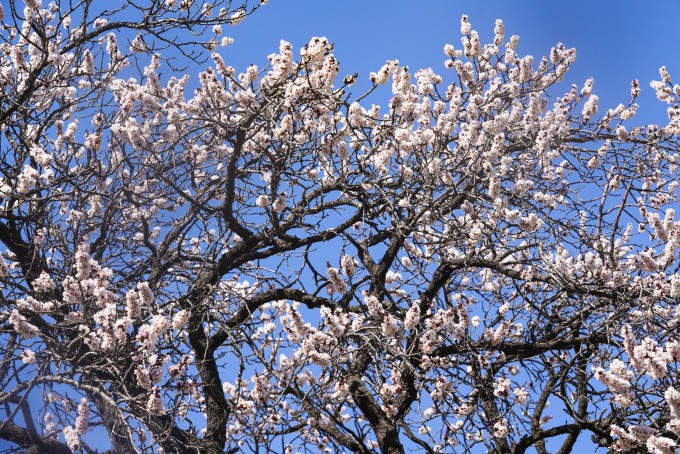 蓝天下的樱花树高清图