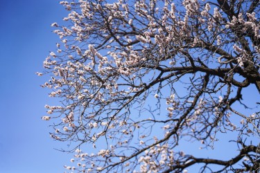 盛开的鲜花高清图