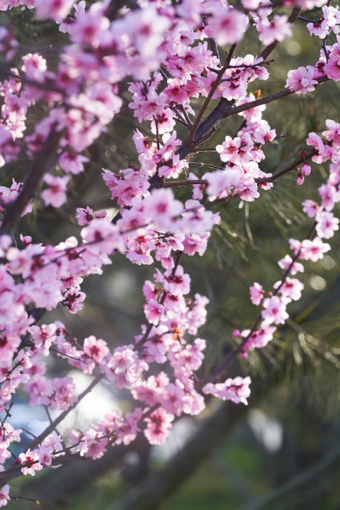粉色可爱娇嫩的花朵特写实拍图版权图片下载