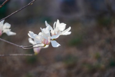 粉色花萼白色花瓣玉兰花高清图