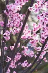 娇嫩鲜花特写实拍图