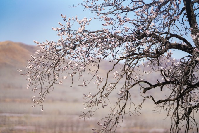 郊外盛开的花朵摄影图