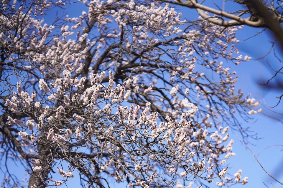 白粉色鲜花开放在枝头高清图