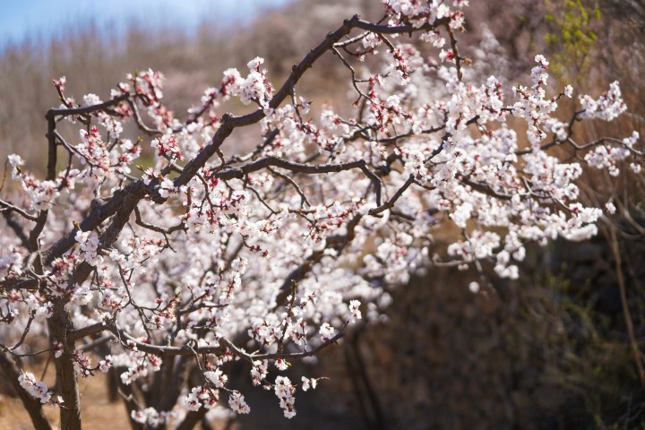 春天户外鲜花特写摄影图版权图片下载