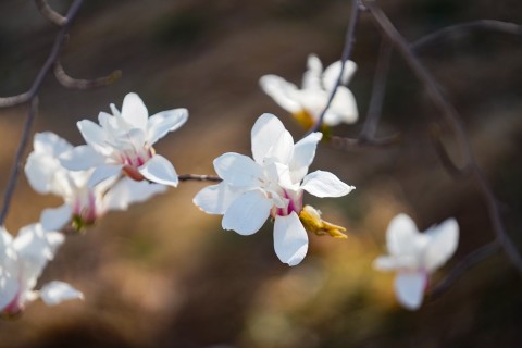洁白的玉兰花花瓣近景实拍图