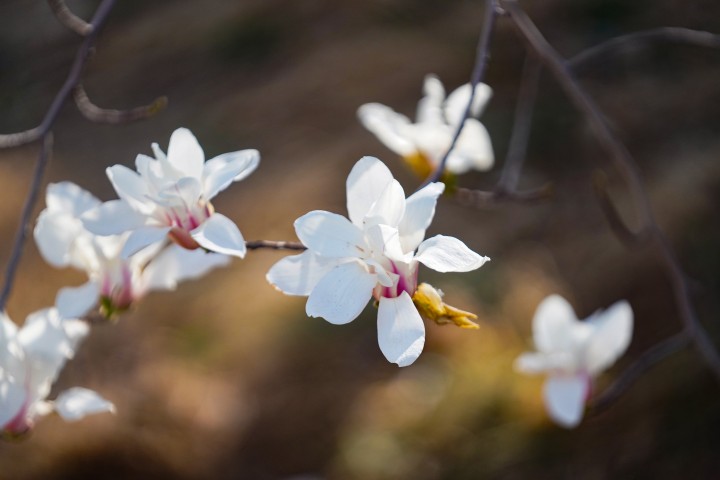 鲜嫩的粉白色小花实拍图版权图片下载
