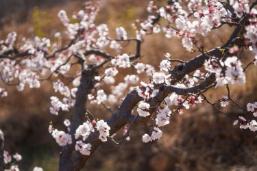 粉色娇嫩鲜花特写实拍图