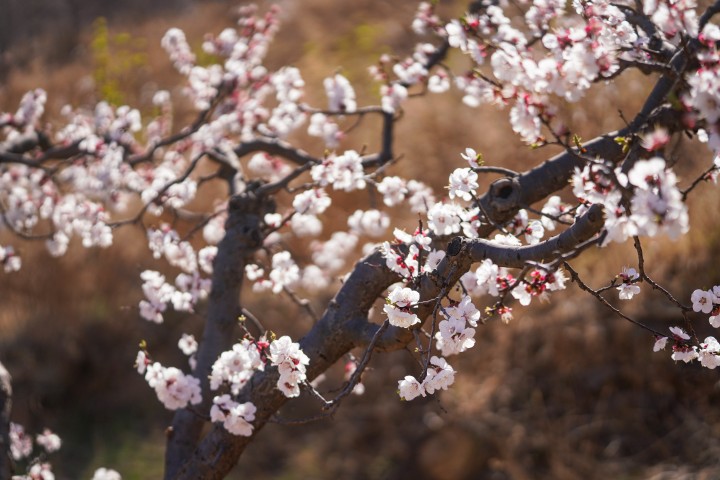 粉色娇嫩鲜花特写实拍图版权图片下载