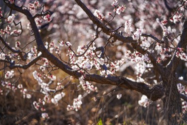 桃花满枝头高清图