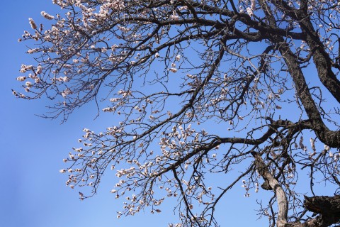 盛开的花朵在蓝天下摄影图