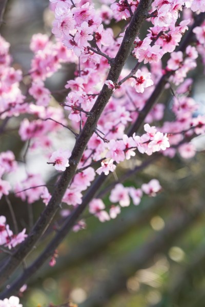 粉色花朵春天里绽放高清图
