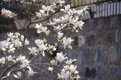 早春绽放的玉兰花摄影图
